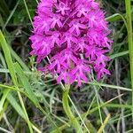 Anacamptis pyramidalisBlüte