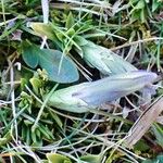 Gentiana pyrenaica Habitat