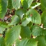 Fortunearia sinensis Yaprak