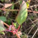 Atriplex glabriuscula Folha