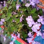 Streptocarpus saxorumFlower