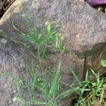 Geitonoplesium cymosum Hábito