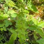 Cruciata pedemontana Leaf