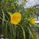 Cascabela thevetia Blomst