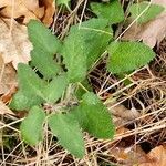 Teucrium scorodonia 整株植物