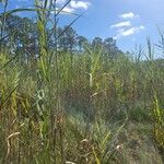 Phragmites karka Habitus