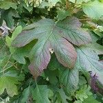 Hydrangea quercifolia Leht