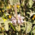 Marrubium supinum Fula