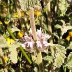 Marrubium supinum Flower