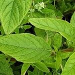 Amaranthus retroflexus Blatt