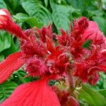 Mussaenda erythrophylla Flor