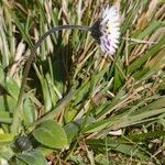 Bellis pappulosa Habit