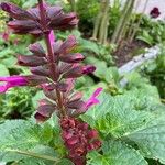 Salvia involucrata Blüte