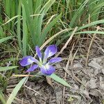 Iris brevicaulis Habit