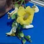 Amphilophium crucigerum Λουλούδι