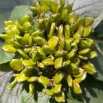 Viburnum lantana Fruit