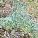 Seseli gummiferum 葉