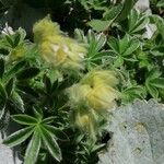 Potentilla nivalis Flower