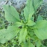 Amaranthus spinosus Fuelha