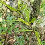 Angraecum calceolus Листок