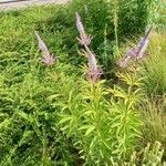 Veronicastrum sibiricum 整株植物