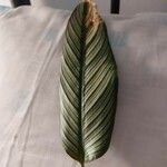Goeppertia majestica Leaf