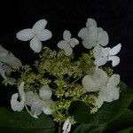 Hydrangea heteromalla Характер