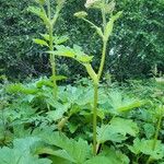 Heracleum maximum Blatt