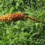 Orobanche elatior Flor