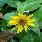 Helianthus decapetalus Цветок