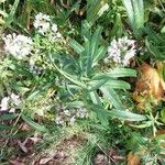 Lysimachia ephemerum Kwiat