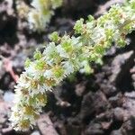 Sesamoides pygmaea Fula