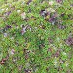Azorella aretioides Hoja