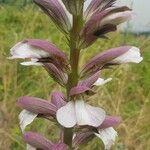 Acanthus spinosusFleur