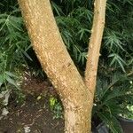 Solanum wrightii Kora