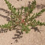 Portulaca halimoides Habit