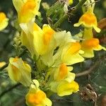 Linaria vulgarisফুল