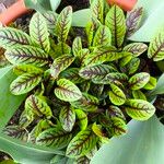 Rumex sanguineus Blatt