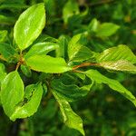 Prunus fruticosa Leaf