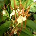 Prosthechea cochleata Fleur