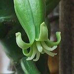 Vasconcellea pubescens Цвят