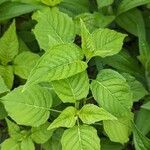 Circaea canadensis Feuille