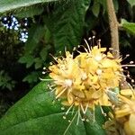 Dichapetalum lujae Flower