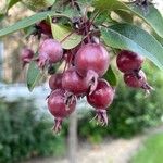 Malus hupehensis Fruit