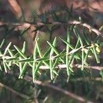 Erica erigena Folha