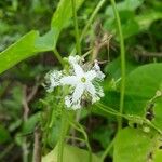 Trichosanthes cucumerina Blüte