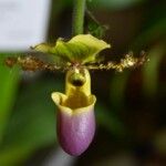 Paphiopedilum glaucophyllum Flower