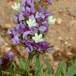 Limonium sinuatum花