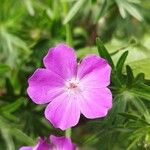 Geranium sanguineumÇiçek