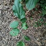 Smilax tamnoides Leaf